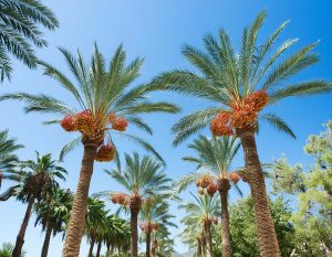 Palmeras con dátiles - Global Foods - gfespana.es