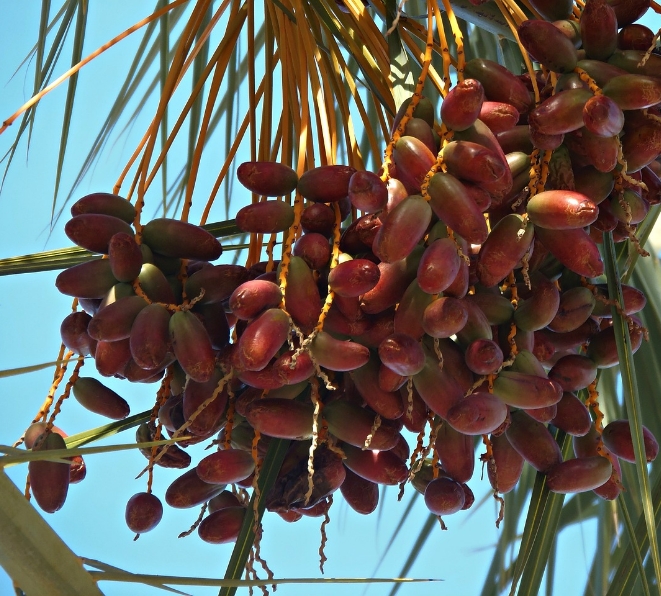 Dátiles - Global Foods - gfespana.es